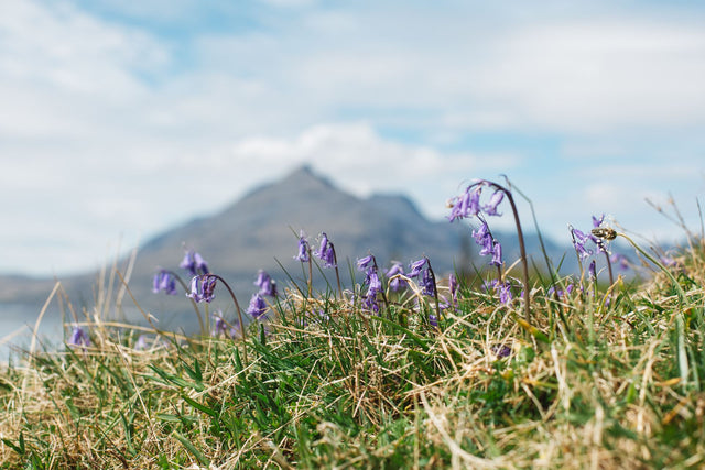 6 signs that the long-awaited Scottish summer is coming...