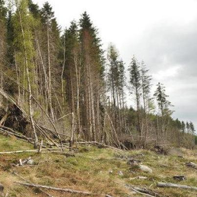 Saving Loch Arkaig Forest