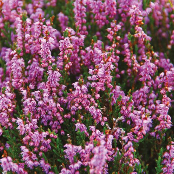 Heather and Wild Berries – Isle of Skye Candle Company