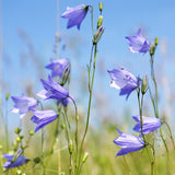 Scottish Bluebell Reed Diffuser