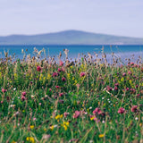 Machair Flowers Reed Diffuser