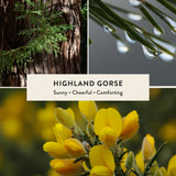 Highland Gorse Miniature