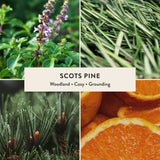 Scots Pine Miniature