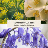Scottish Bluebell Miniature