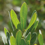 Bog Myrtle & Fresh Mint fragrance
