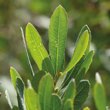 Bog Myrtle & Fresh Mint fragrance
