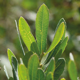 Bog Myrtle & Fresh Mint Miniature