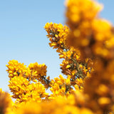 Highland Gorse Miniature