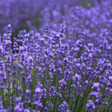 Lavender Small Tumbler