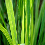 Lemongrass Reed Diffuser (old design)