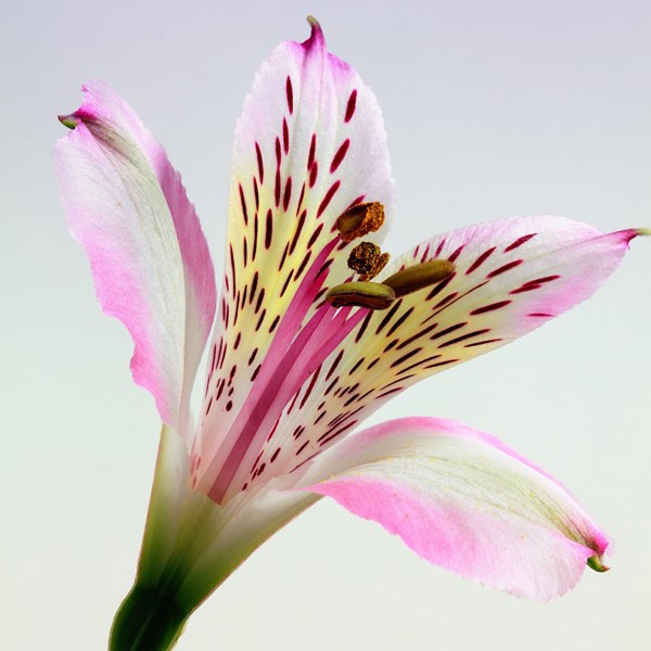 Oriental Lily Travel Container Bundle