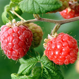 Raspberry & White Ginger Miniature