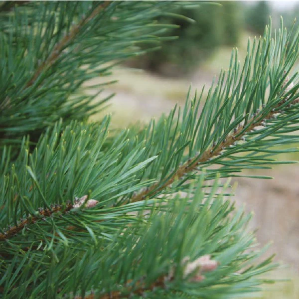 Scots Pine Candle