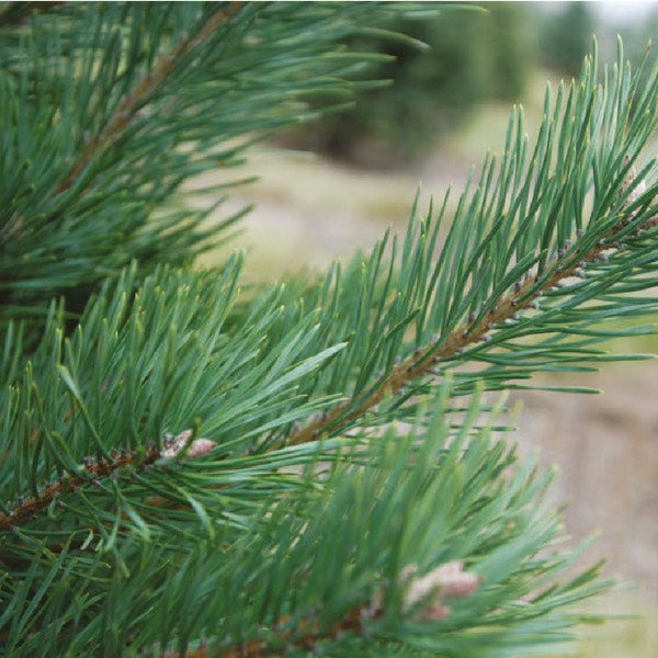 Scots Pine Miniature