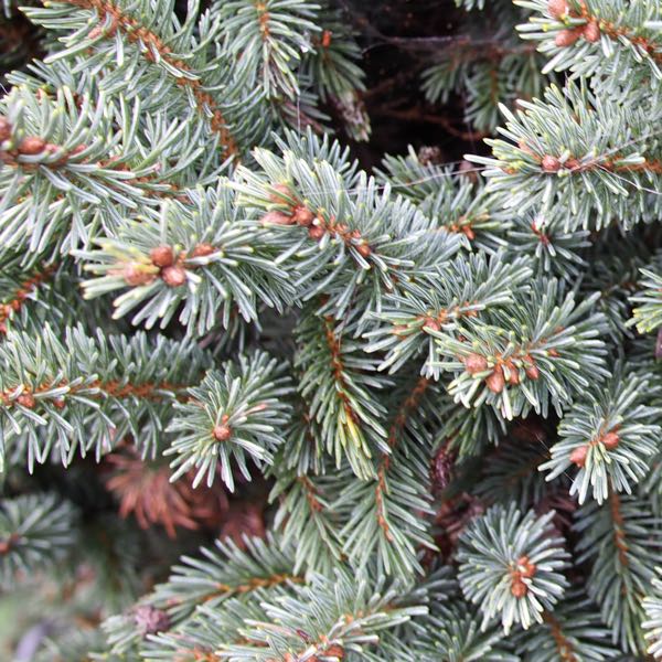 Spruce & Fir Reed Diffuser Bundle