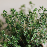 Wild Mountain Thyme Miniature